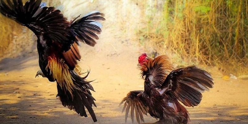 Chiến thuật khi chơi cách chơi đá gà tại King88