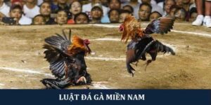 Tại sao Luật đá gà miền Nam quan trọng