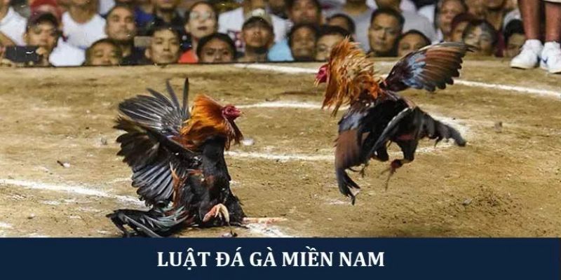 Tại sao Luật đá gà miền Nam quan trọng