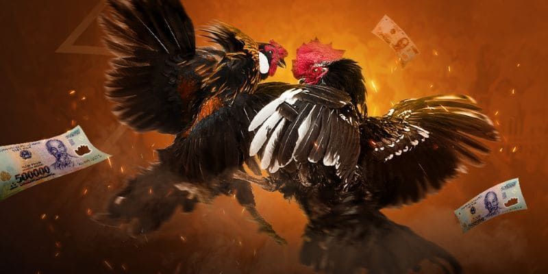 Vì sao nên chọn King88 để trải nghiệm đá gà trực tuyến